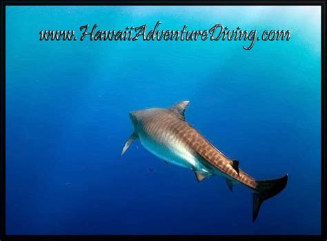 Tiger Shark, Hawaii Adventure Diving Open Water Free Dive Shark Diving ...