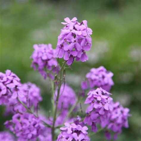 Buy sweet rocket Hesperis matronalis: £2.29 Delivery by Crocus