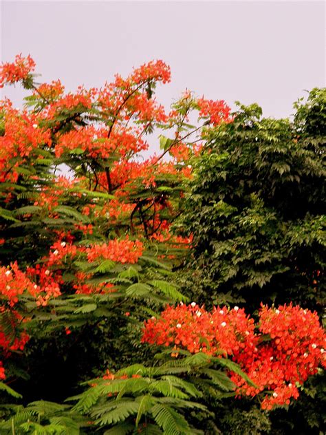 beautiful trees in Thailand Red Peppercorn, Thailand, Trees, God, Amazing, Beautiful, Dios, Tree ...