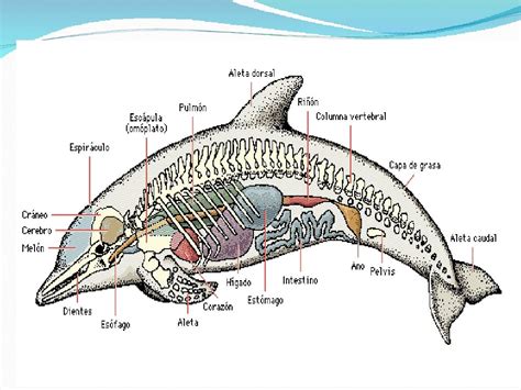 Cetaceos