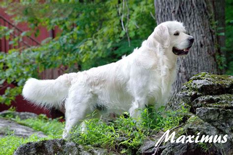 White Golden Retriever Puppies Northern California / Golden Retriever ...