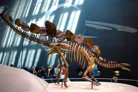 Male Stegosaurus Sp. Fossil in London. Museum of Natural History Editorial Photography - Image ...