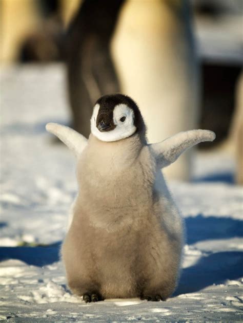 Emperor penguin chick - Antarctic Logistics & Expeditions