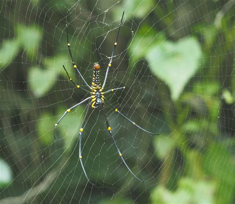 Giant Golden Orb Spider - ClimateWatch Australia- Citizen Science App