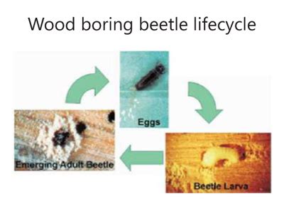 Wood Boring Beetle