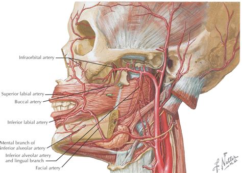 13: Oral Cavity | Pocket Dentistry