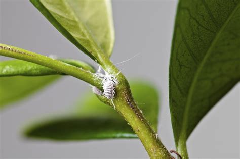 Houseplant Insect Pest Problems: Be Aware of These Bugs