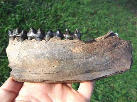 Large Tapir Mandible with Four Teeth Intact | Recently Sold | FOSSILS ...