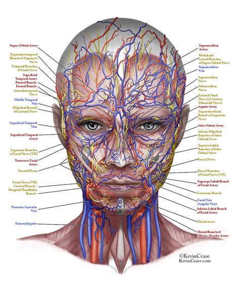 Nerves & Blood Vessels of the Face | Nerve anatomy, Facial nerve, Facial nerve anatomy