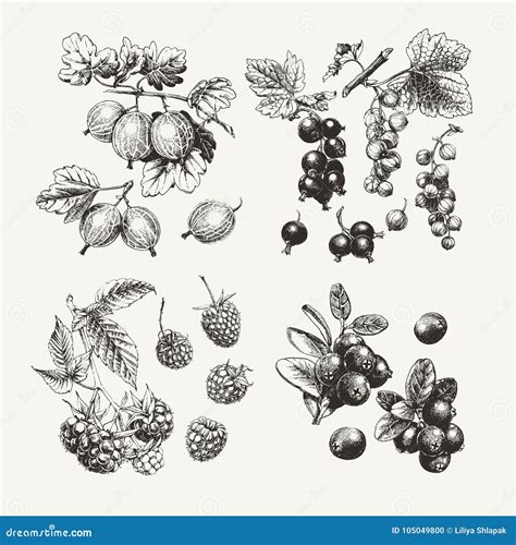 Ink Drawn Collection of Berries Stock Vector - Illustration of edible ...