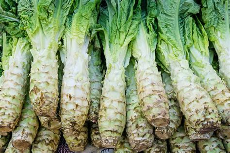 Celtuce Plant: Best Varieties, Growing, and Care Guide – Act One Art