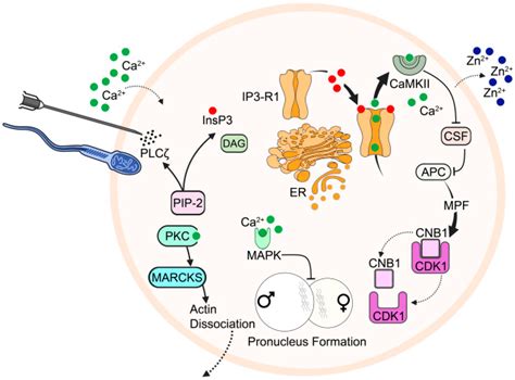 Pharmaceuticals | Free Full-Text | The Therapeutic and Diagnostic ...