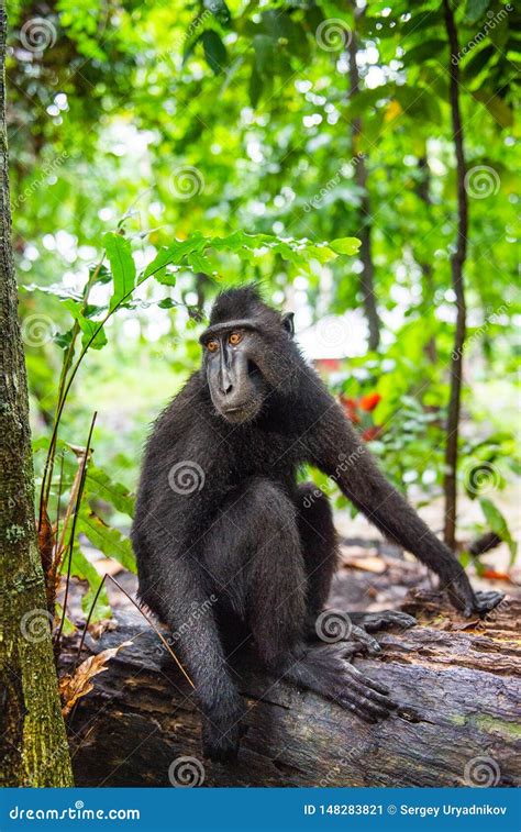 The Celebes Crested Macaque in the Forest. Crested Black Macaque, Sulawesi Crested Macaque, or ...