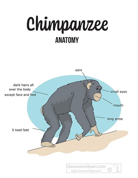 Chimpanzee Anatomy