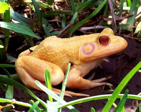 albino bullfrog, Everglades National Park, Florida by Jim Zuckerman ...