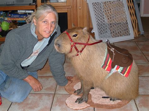 Pet Capybara