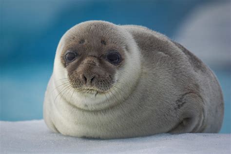 Animals of Greenland - whales, seals, polar bears - [Visit Greenland!]