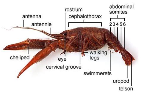 Crayfish Anatomy Flashcards | Quizlet