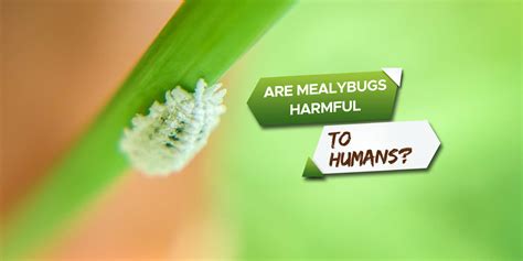 Are Mealybugs Harmful To Humans? [Identification & Treatment] - Grow ...