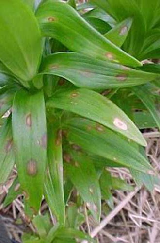 Greenhouse & Floriculture: Botrytis Blight of Cut Flowers | UMass Center for Agriculture, Food ...