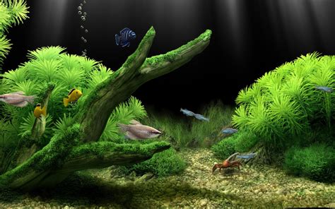 Fish Aquarium Wallpapers - Wallpaper Cave