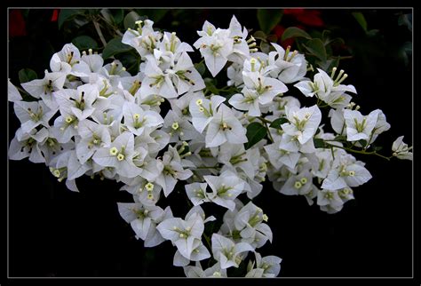 Bougainvillea Bougainvillea: Miss Alice, The White Bougainvillea