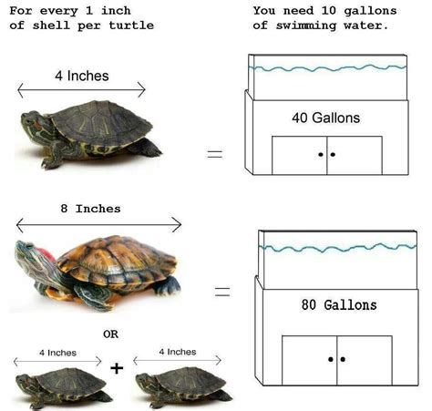 How much space needed? | Turtle care, Turtle tank, Turtle