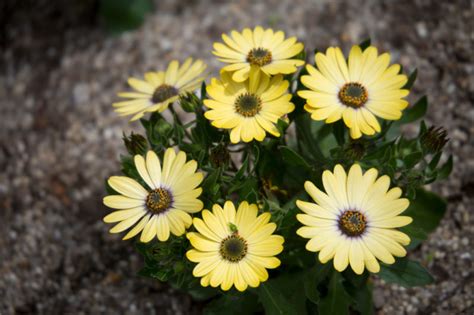 Try One Of These Osteospermum Varieties For Pastel Coloured Daisy ...