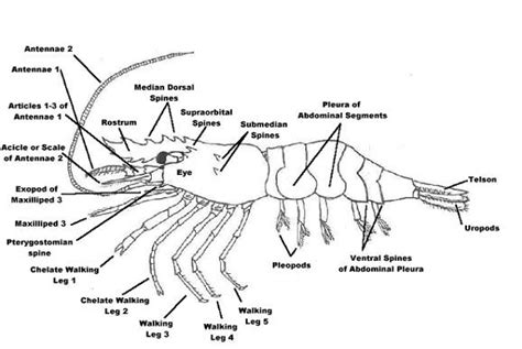 Shrimp Anatomy