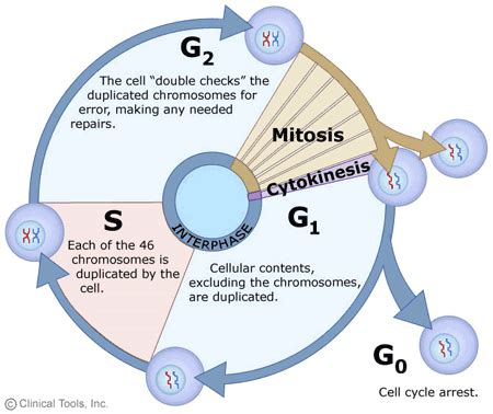 The Cell Cycle for Dummies. Did you know that the body contains… | by ...