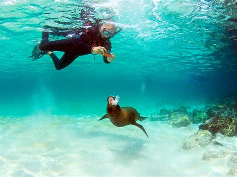 10 Creatures Not to be Missed Snorkeling in Galapagos