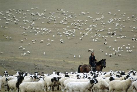 Nomadic Herding