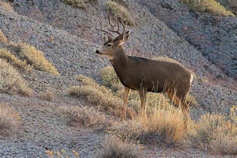 Apply to be on a Regional Advisory Council and help decide how wildlife is managed in Utah