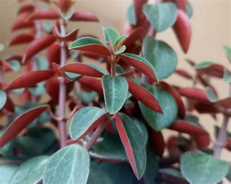 Peperomia Red Log (Peperomia verticillata) - Plants | Candide in 2022 | Peperomia, Peperomia ...