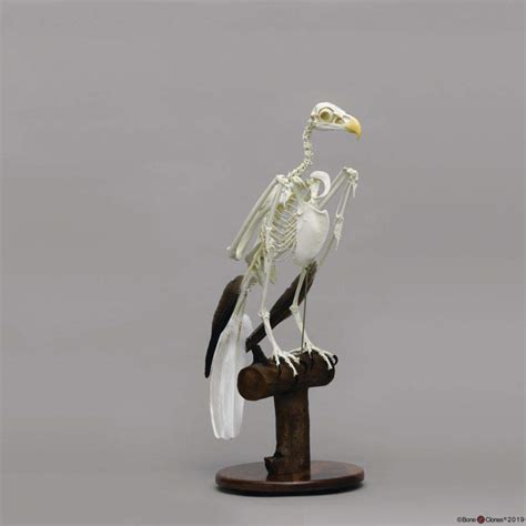 Amazon.com: SC-068-A - Description : Bald Eagle Skeleton - BoneClones ...