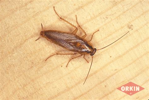 German Cockroach Control, Facts & Identification – Orkin.com