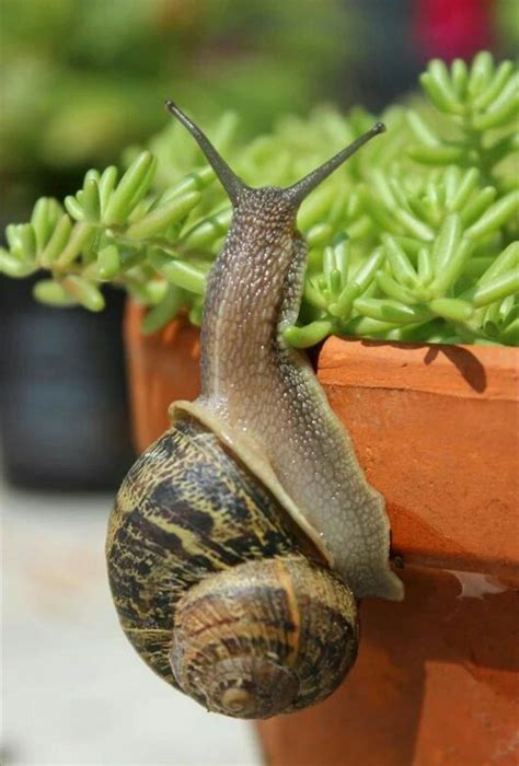 Escargot Beautiful Creatures, Animals Beautiful, Snail Image, Animals And Pets, Cute Animals ...