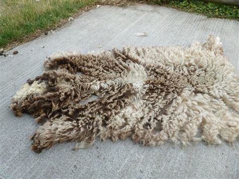 Raw Sheep Fleece for sale in UK | 68 used Raw Sheep Fleeces