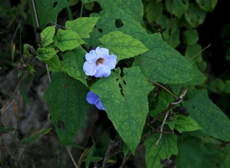 Thunbergia grandiflora - UF/IFAS Assessment - University of Florida, Institute of Food and ...