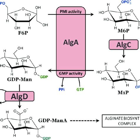 Proposed mechanism reaction for the polymer-level epimerization of... | Download Scientific Diagram