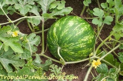 Watermelon Growing Process