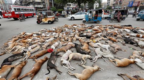 Petition · Stop Abuse and Killing of Stray Dogs - Philippines · Change.org