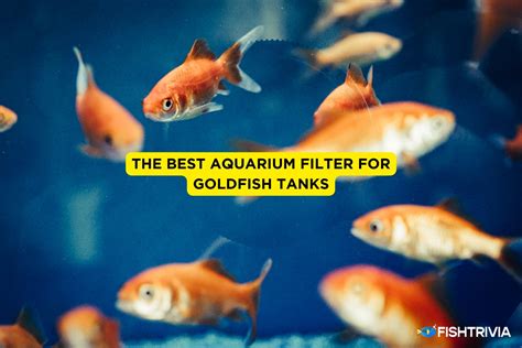 The Best Goldfish Filters 2024: According To Tests | FishTrivia