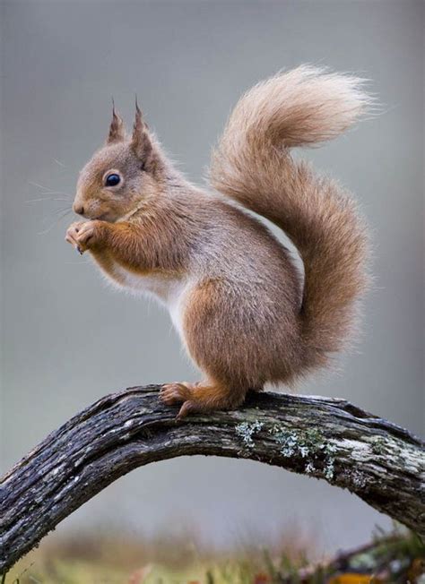 Pin by Steven Mendes on color types | Squirrel pictures, Wild animals ...