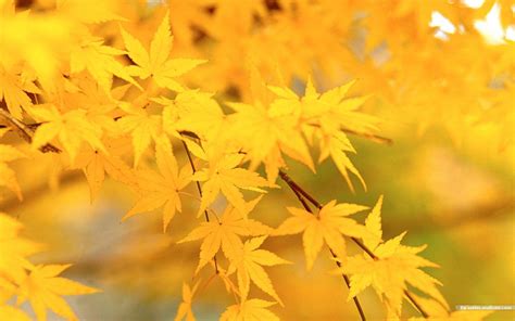 Yellow Autumn Leaf Wallpapers - Wallpaper Cave