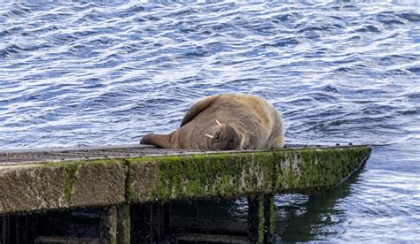 Watch Wally the Walrus Steal a Boat in Ireland