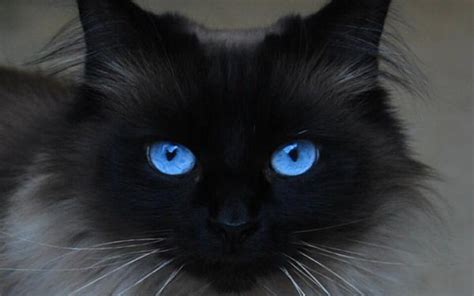 Cats With Blue Eyes