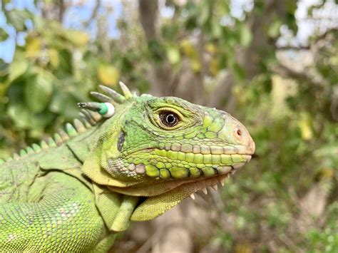 Conserving Anguilla’s Lesser Antillean Iguanas by Establishing a ...