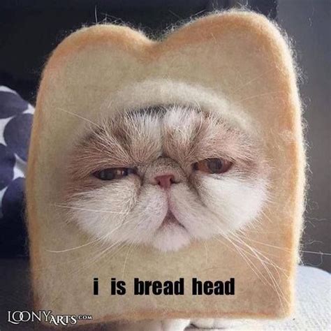 This Bread Head Cat will make your day... because, you know, we all need to smile at cat wearing ...