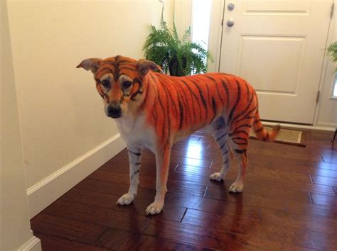 Tiger striped Halloween dog costume using snazaroo washable costume ...